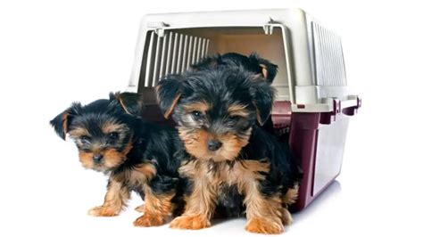 Crates For Yorkies