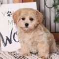 Cream Colored Yorkie Poo