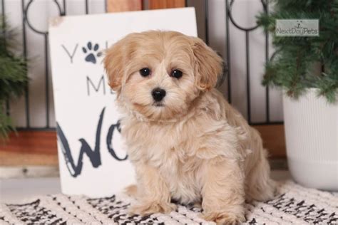 Cream Colored Yorkie Poo