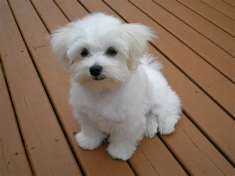 Cross Between Yorkie And Maltese