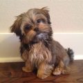 Cross Between Yorkie And Shih Tzu