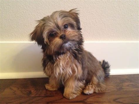 Cross Between Yorkie And Shih Tzu