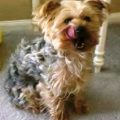 Curly Haired Yorkshire Terrier