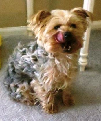 Curly Haired Yorkshire Terrier