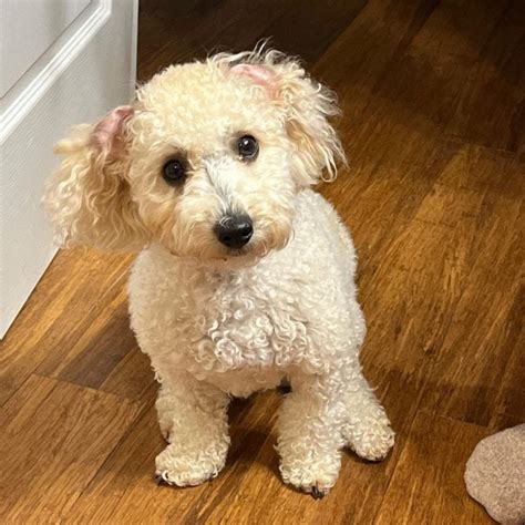 Curly Yorkie Poo Haircuts