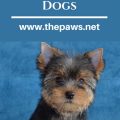 Cute Dog Names For Male Yorkies