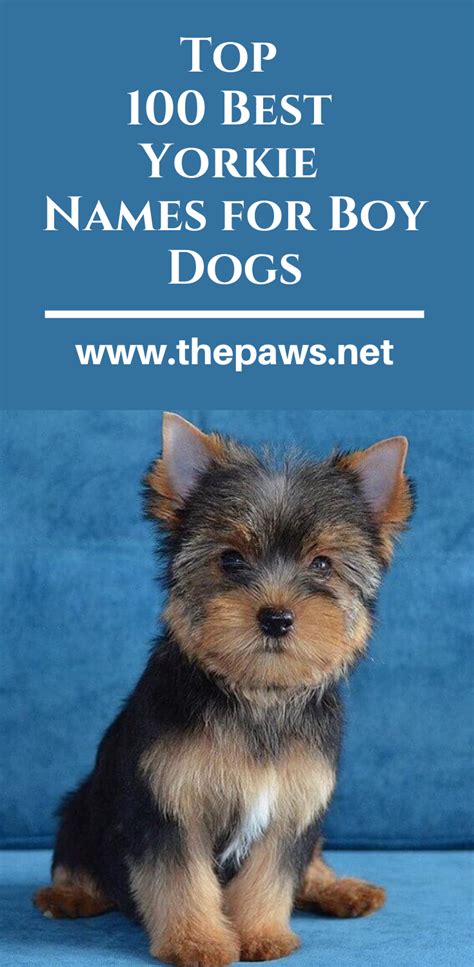 Cute Dog Names For Male Yorkies