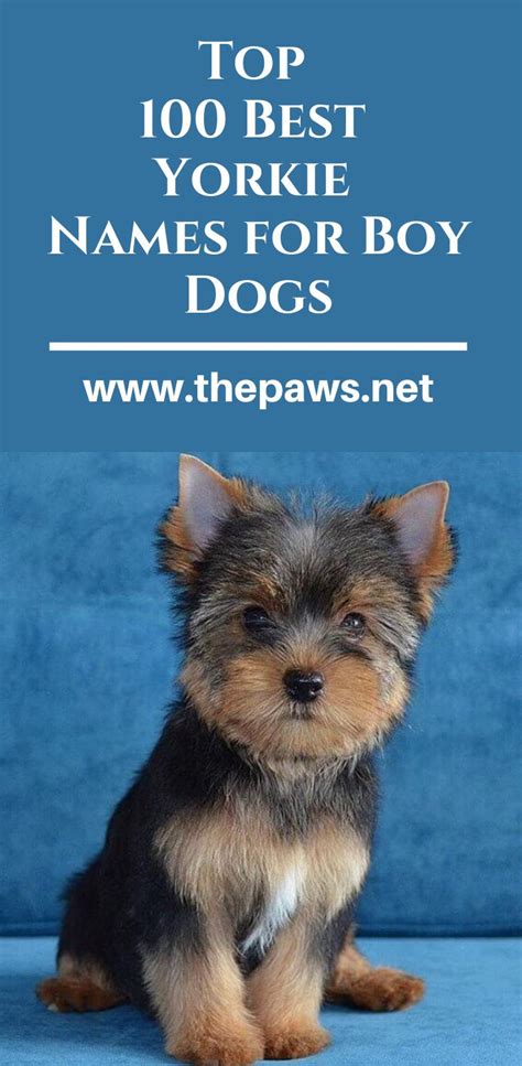 Cute Dog Names For Yorkies