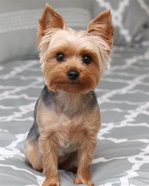 Cute Female Yorkie Haircuts