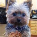 Cute Yorkie Puppy Haircuts