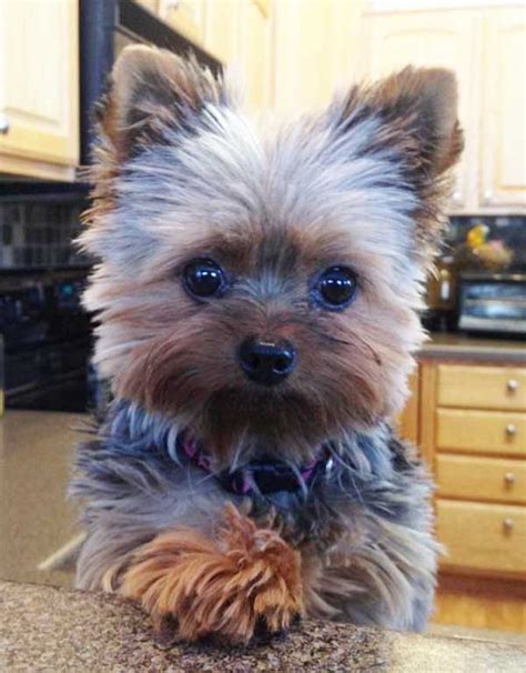 Cute Yorkie Puppy Haircuts