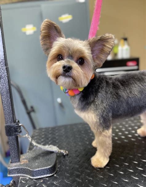 Cutting A Yorkie’s Face