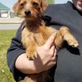 Dachshund Yorkie Mix For Adoption