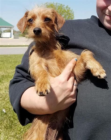 Dachshund Yorkie Mix For Adoption