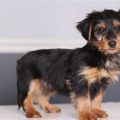 Dachshund Yorkie Poodle Mix