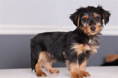 Dachshund Yorkie Poodle Mix