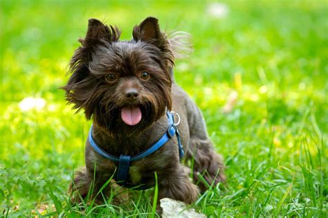 Dark Brown Yorkshire Terrier