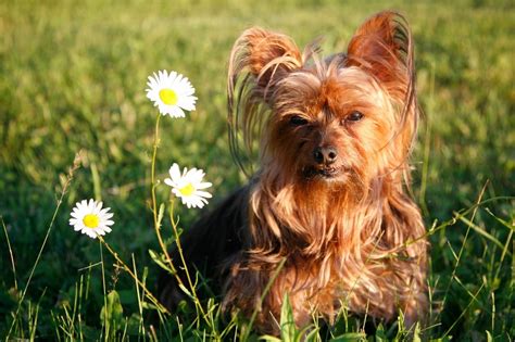 Dehydrated Food for Yorkies