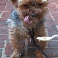 Diet for Yorkie Gut Health