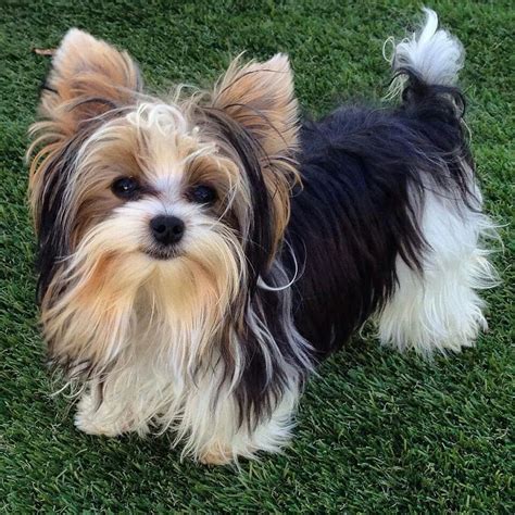 Different Color Yorkies