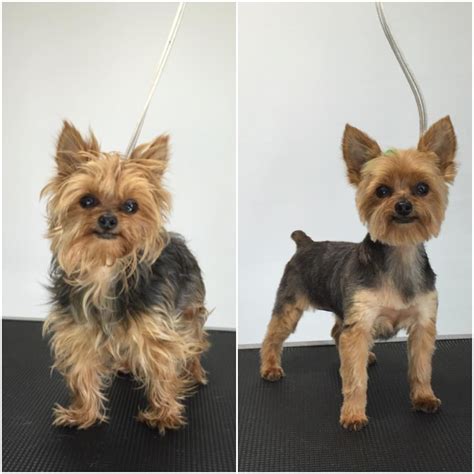 Different Grooming Styles For Yorkies