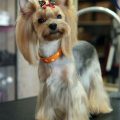 Different Hair Cuts For Yorkies