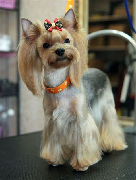 Different Haircuts For Yorkies