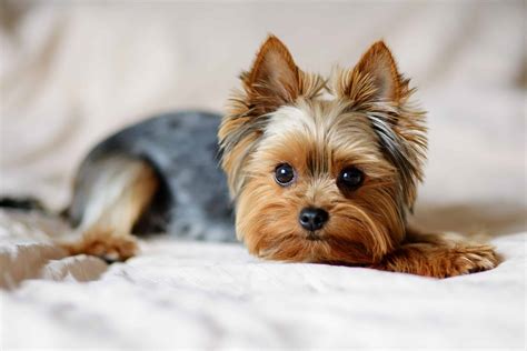 Different Sizes Of Yorkies