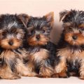 Different Type Of Yorkie Breeds