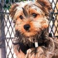 Different Types Of Yorkie Mixes