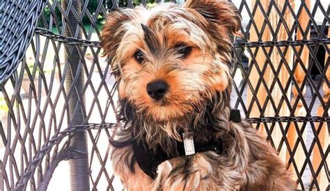 Different Types Of Yorkie Mixes