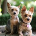 Different Types Of Yorkies Pictures