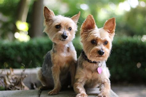 Different Types Of Yorkies Pictures