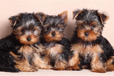 Different Types Of Yorkshire Terriers