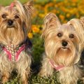 Different Yorkie Types