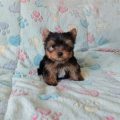 Discover First Yorkie Breeders