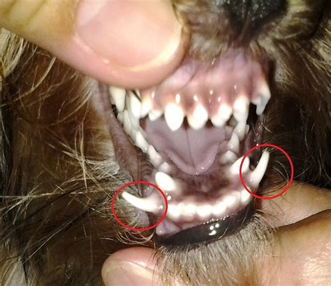 Discovering the Number of Teeth in a Yorkie