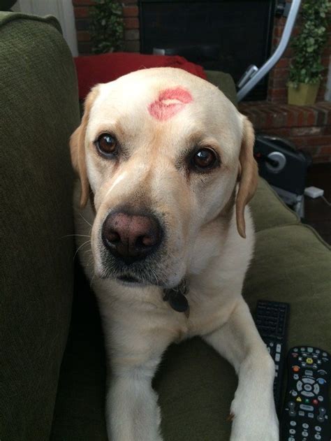 Do Dogs Like Forehead Kisses