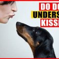 Do Dogs Understand Kisses And Hugs