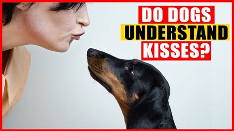 Do Dogs Understand Kisses And Hugs