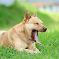 Do Dogs Yawn When They Are Happy