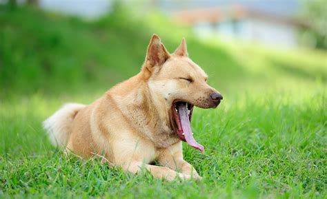 Do Dogs Yawn When They Are Happy