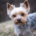 Do Yorkie Dogs Shed Hair