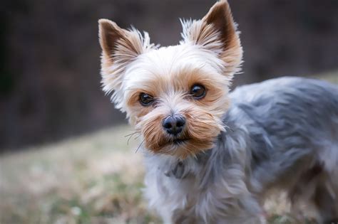 Do Yorkie Dogs Shed Hair