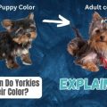 Do Yorkies Change Color