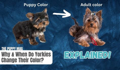 Do Yorkies Change Color