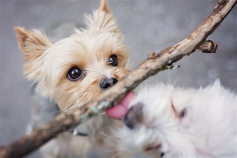 Do Yorkies Get Along With Other Small Dogs?