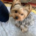 Do Yorkies Get Depressed When Left Alone?