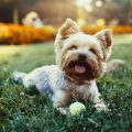 Do Yorkies Have Dander