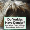 Do Yorkies Have Pet Dander